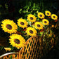 🔥2025 Hot Sale🔥Lampes solaires à LED pour jardin en forme de tournesol🌻