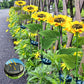 🔥2025 Hot Sale🔥Lampes solaires à LED pour jardin en forme de tournesol🌻