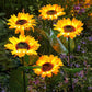 🔥2025 Hot Sale🔥Lampes solaires à LED pour jardin en forme de tournesol🌻